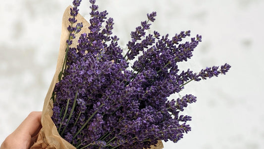 Close crop of fresh lavender bouquet with dark purple buds