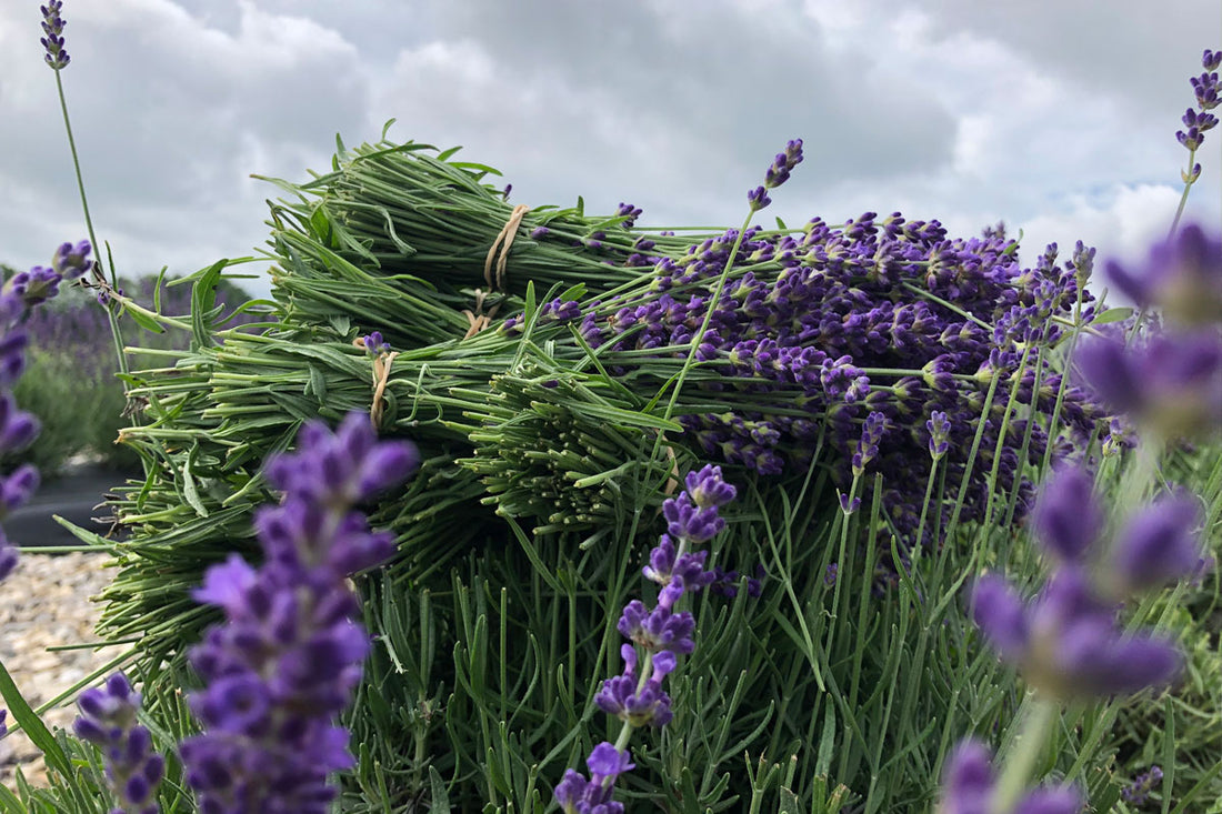 Small bundles of green and purple lavender lay onto of green plant