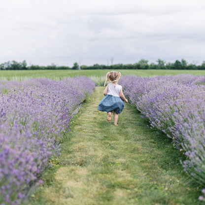 Small girl in pigtails runs on grass between two rows of purple lavender