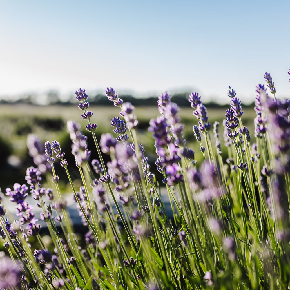 Shop All TLC Products – Tullamore Lavender Co.